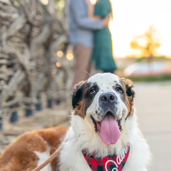 Couple kissing in the background with their Saint Bernard wearing a bandana in front